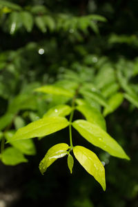 Close-up of raindrops on leaves