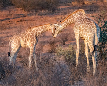 View of giraffe on field