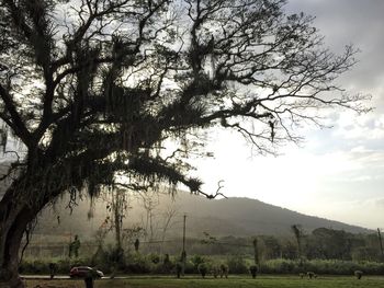 Bare trees on landscape