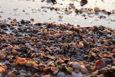 Close-up of stones on beach