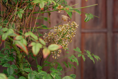 Close-up of plant