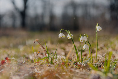 Close-up of white flowering plants on field