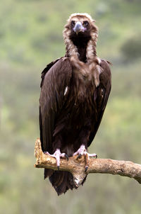 Bird perching on a branch