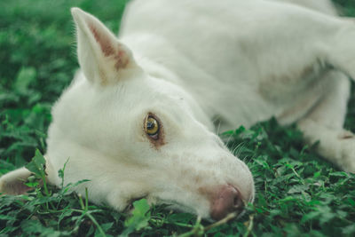 Close-up of dog resting on field