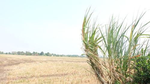 Close-up of wheat field against clear sky