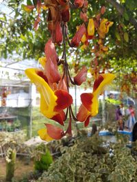 Close-up of flowers blooming on tree