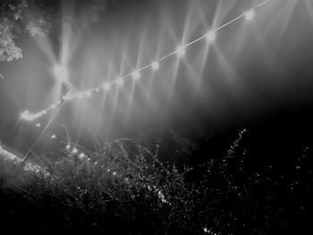 Low angle view of trees on field at night