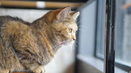 Close-up of a cat looking away