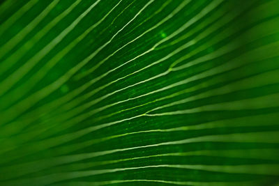 Full frame shot of palm leaves