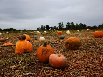 Pumpkins on field against sky during autumn