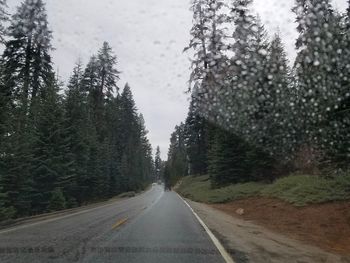 Country road amidst trees and plants