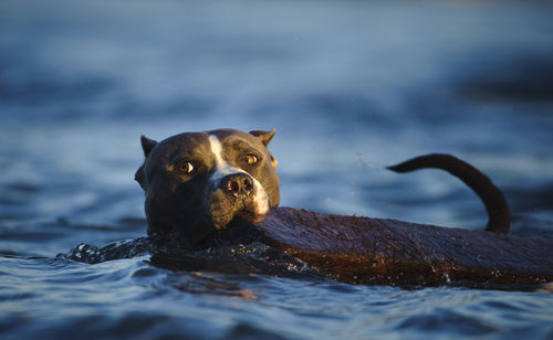 Portrait of american pit bull terrier carrying wood in mouth while swimming in lake