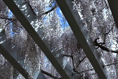 Low angle view of flowering plants on snow covered land