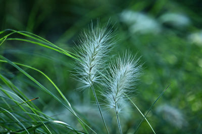 grass