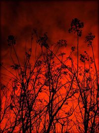 Silhouette of tree during sunset