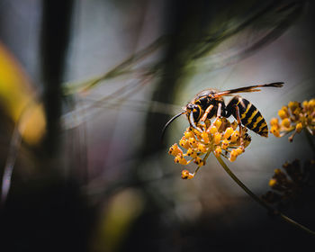 Close-up of butterfly pollinating on yellow flower