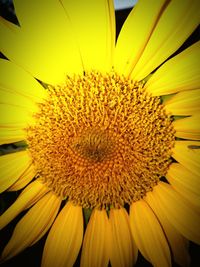 Close-up of sunflower blooming