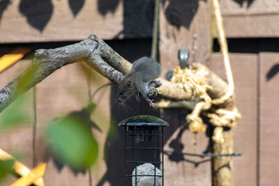 Rat at a bird feeder