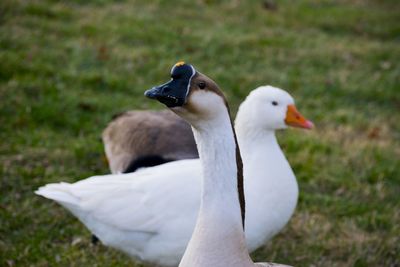 Close-up of bird on grass