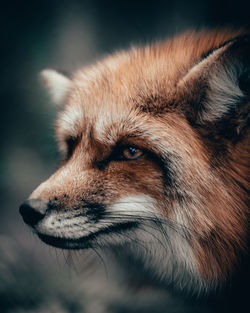 Close-up of a cat looking away