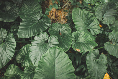 High angle view of leaves growing on plant