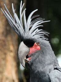 Close-up of bird