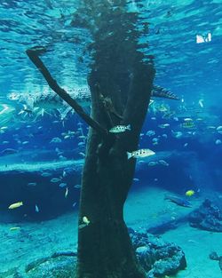 Man swimming in fish tank at aquarium