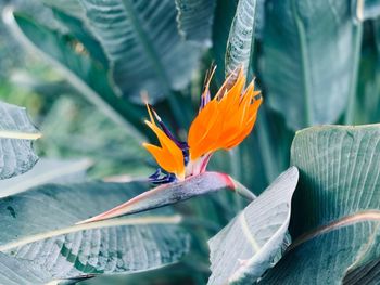 Close-up of orange flowering plant