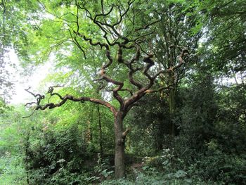 Trees in forest