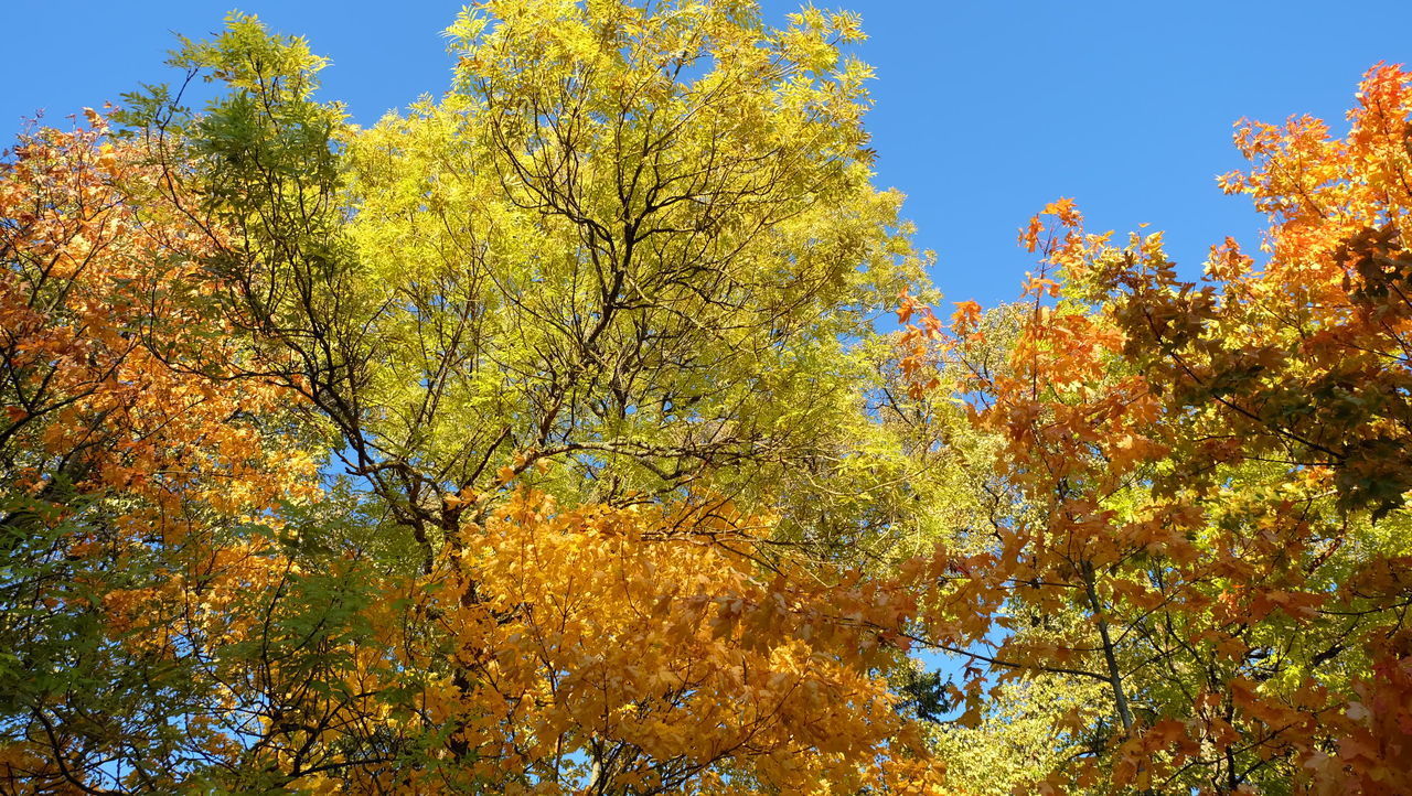 LOW ANGLE VIEW OF TREES AGAINST ORANGE SKY