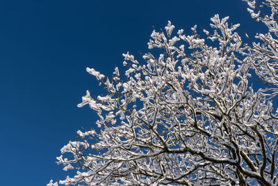 Low angle view of snow covered tree branches against blue sky