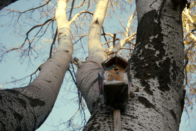 Low angle view of bare tree against building