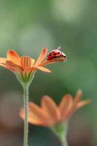 Close-up of insect on flower