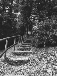 Trees on steps