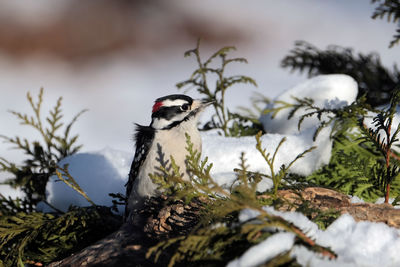 Close-up of bird perching on tree