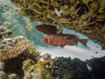 View of fish in sea