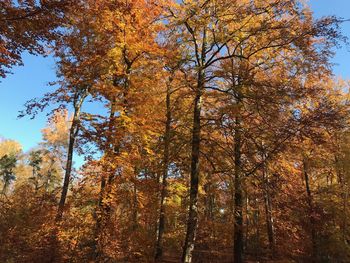 Low angle view of trees against sky during autumn