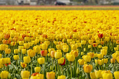 Close-up of yellow tulips on field