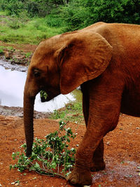 Side view of elephant standing on field