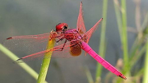 Close-up of dragonfly