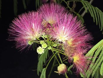 Close-up of thistle blooming outdoors