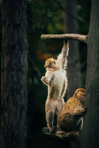 Monkeys sitting on tree