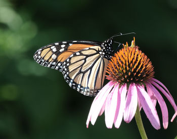 Monarch butterfly