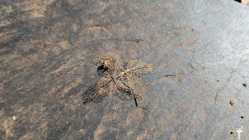 High angle view of lizard on sand