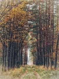 Trees in forest