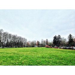 Trees on grassy field