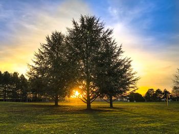 Trees on field against sky during sunset