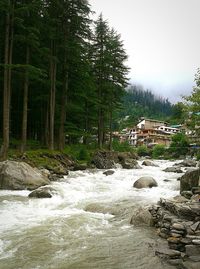 Wet trees on landscape during rainy season