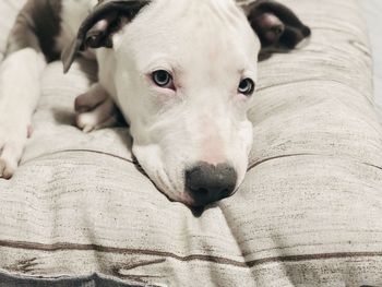 Close-up portrait of dog resting