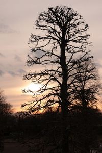 Silhouette bare tree against sky during sunset